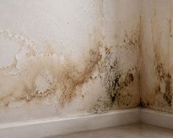 Does water damage cause mold in Florida homes — Philip White Painting and Restoration LLC Orlando